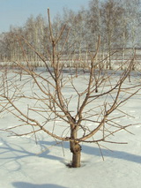 Слива